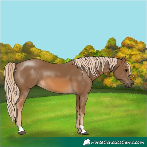 Horse Color:Chocolate Palomino 