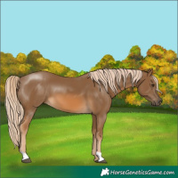 Horse Color:Chocolate Palomino