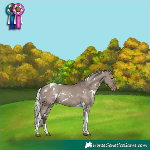 Horse Color:White Spotted Silver Grullo Tobiano Appaloosa Rabicano