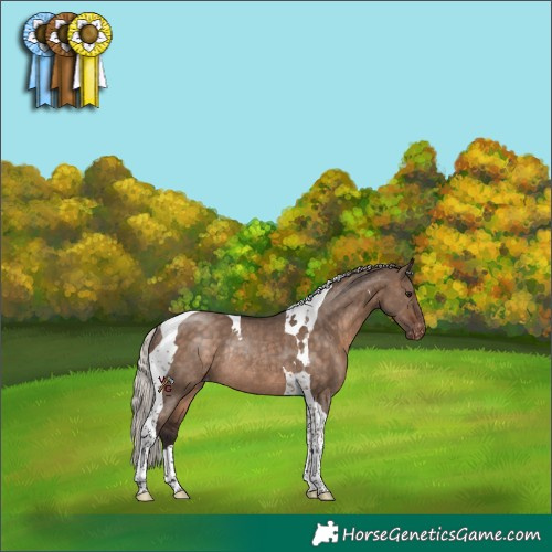 Horse Color:Silver Brown Dun Tobiano Appaloosa Rabicano 