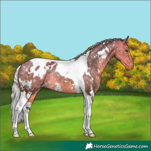 Horse Color:White Spotted Silver Buckskin Dun Tobiano Appaloosa Rabicano