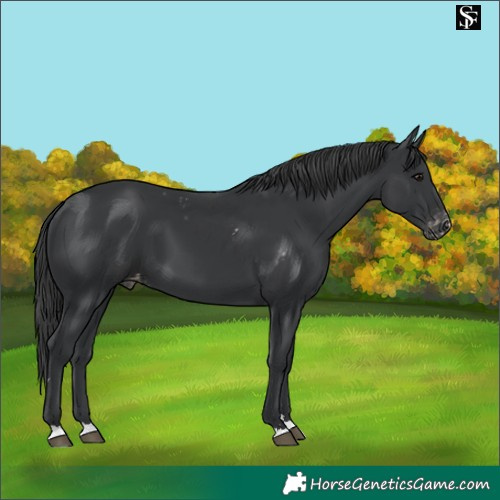 Horse Color:Black Skewed Appaloosa