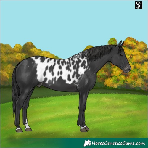 Horse Color:Black Skewed Appaloosa