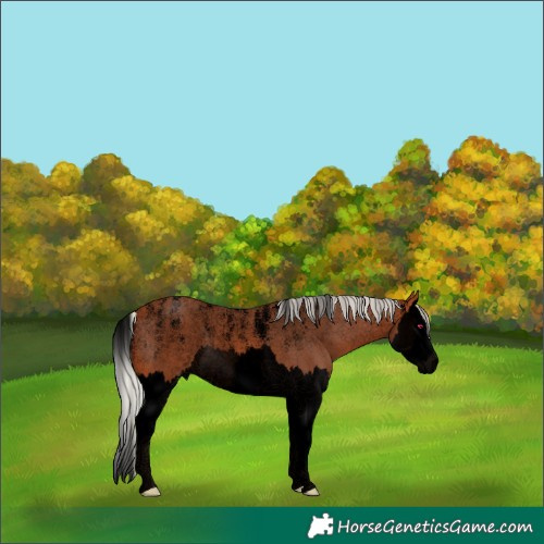 Horse Color:Powder White Void Silver Bay Splash
