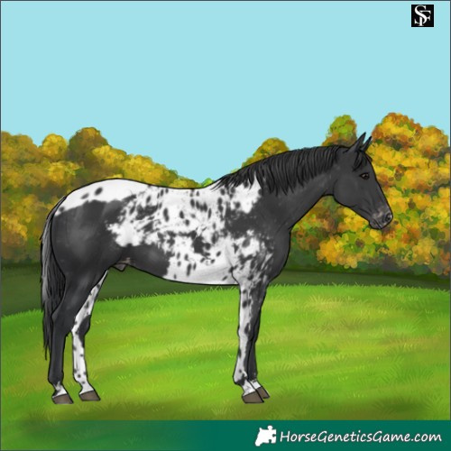 Horse Color:Black Skewed Appaloosa 