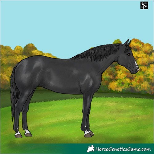 Horse Color:Black 