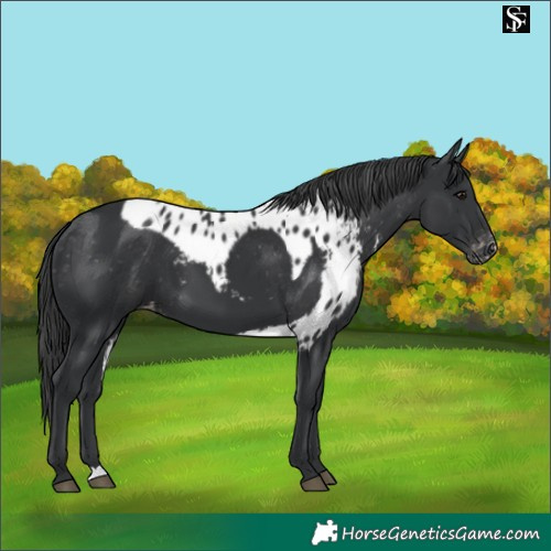 Horse Color:Platinum Black Skewed LP Spotted 