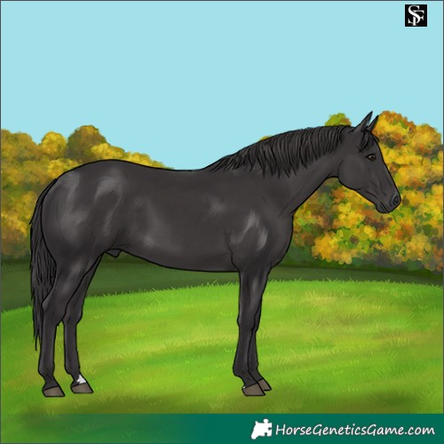 Horse Color:Smoky Black