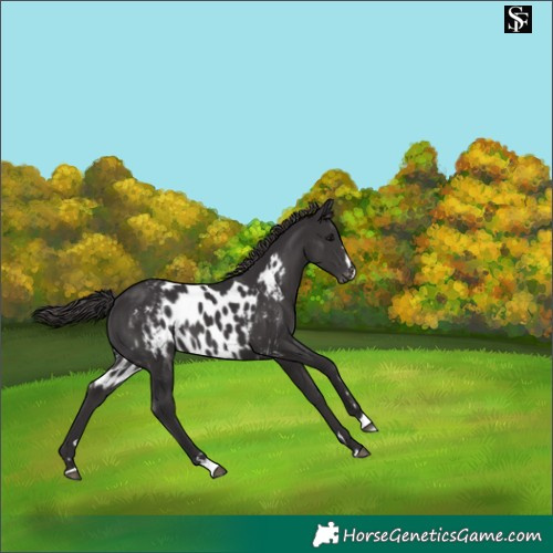 Horse Color:Platinum Smoky Black Skewed Appaloosa 