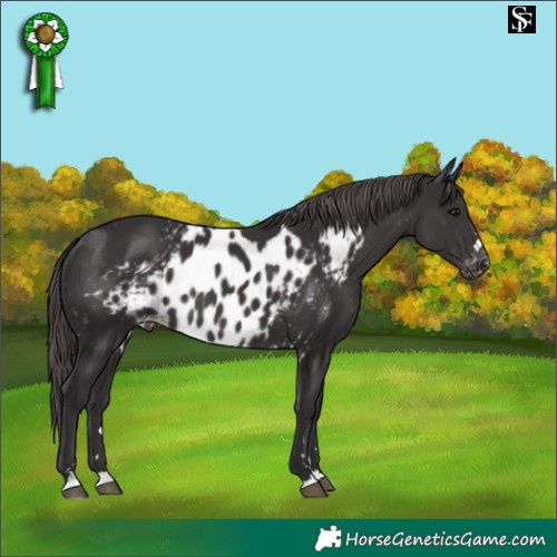 Horse Color:Platinum Smoky Black Skewed LP Spotted