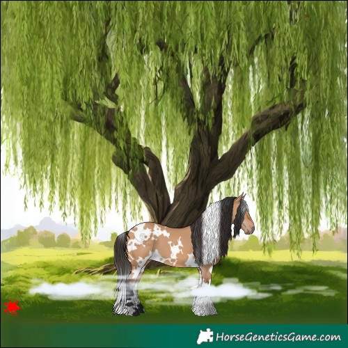Horse Color:White Spotted Bay Dun