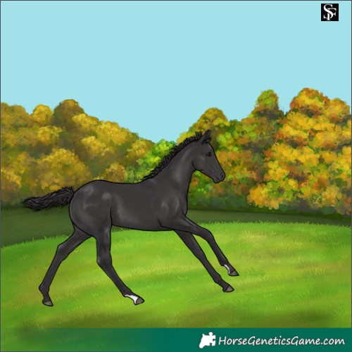 Horse Color:Smoky Black