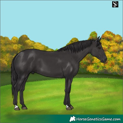 Horse Color:Smoky Black 