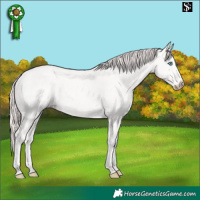 Horse Color:Perlino 