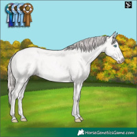 Horse Color:Perlino