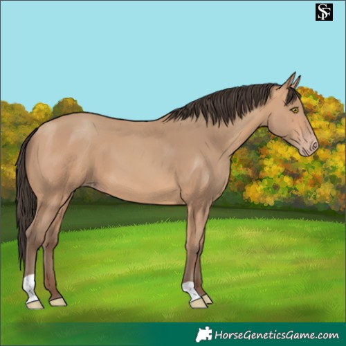 Horse Color:Amber Champagne