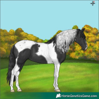 Horse Color:Black Tobiano