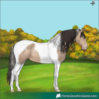 Horse Color:Sable Champagne Tobiano 