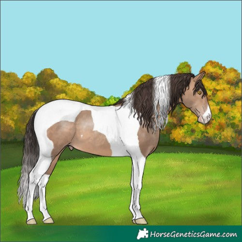 Horse Color:Sable Champagne Tobiano 