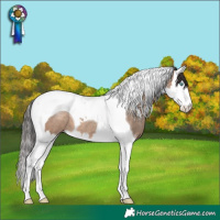 Horse Color:Sable Champagne Splash Tobiano 