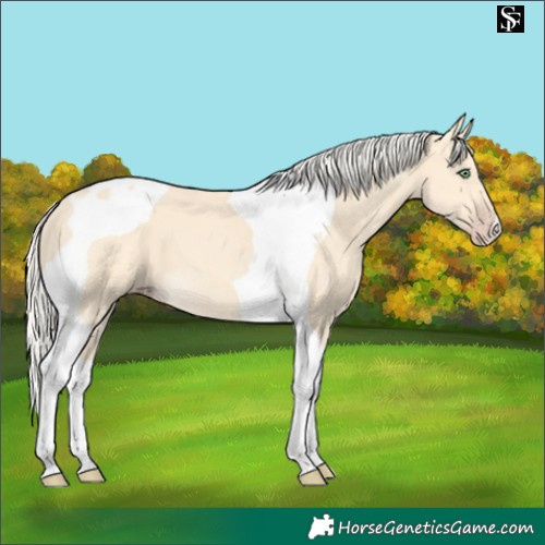Horse Color:Gold Cream Champagne Tobiano 