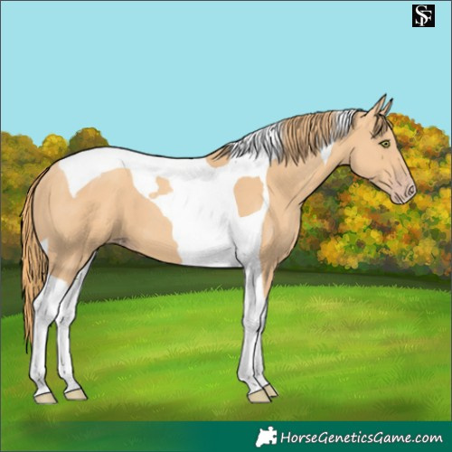 Horse Color:Gold Champagne Tobiano