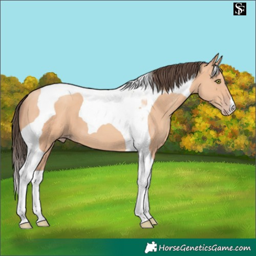 Horse Color:Amber Champagne Tobiano