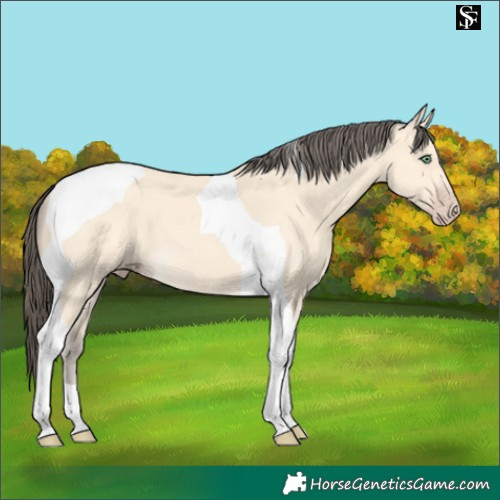 Horse Color:Amber Cream Champagne Tobiano 