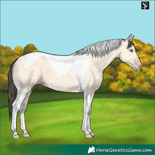 Horse Color:Amber Cream Champagne Tobiano 