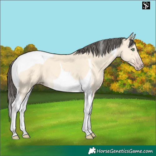 Horse Color:Amber Cream Champagne Tobiano 