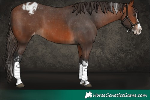 Horse Color:Bay Splash Tobiano Appaloosa  and Bay Splash Tobiano Appaloosa 