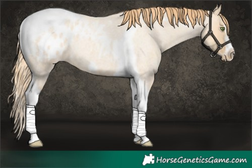 Horse Color:Gold Champagne Roan Dun Splash Tobiano Frame Appaloosa Rabicano 