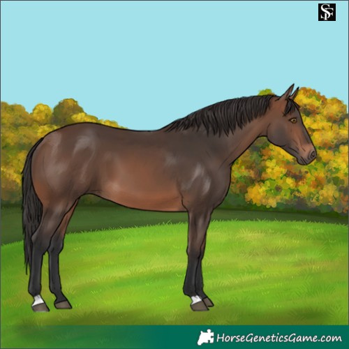 Horse Color:Brown 
