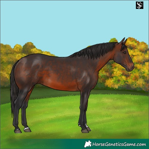 Horse Color:Brown 
