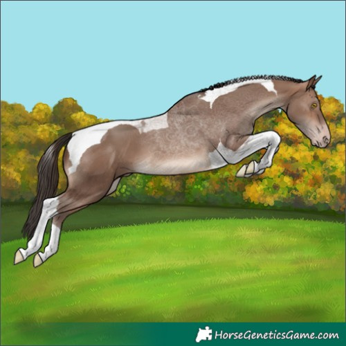 Horse Color:Sable Champagne Tobiano 