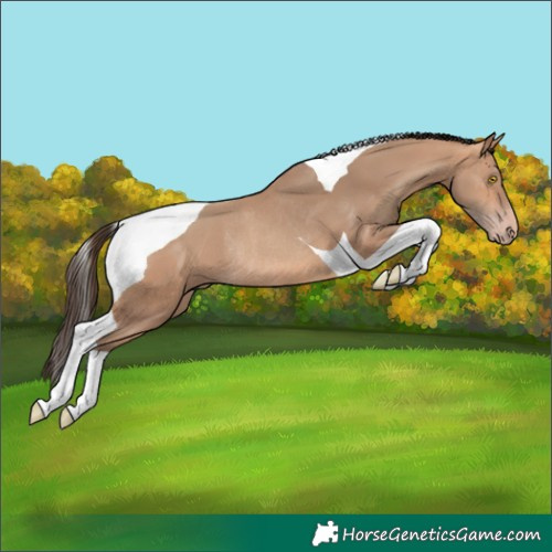 Horse Color:Amber Champagne Tobiano Rabicano 
