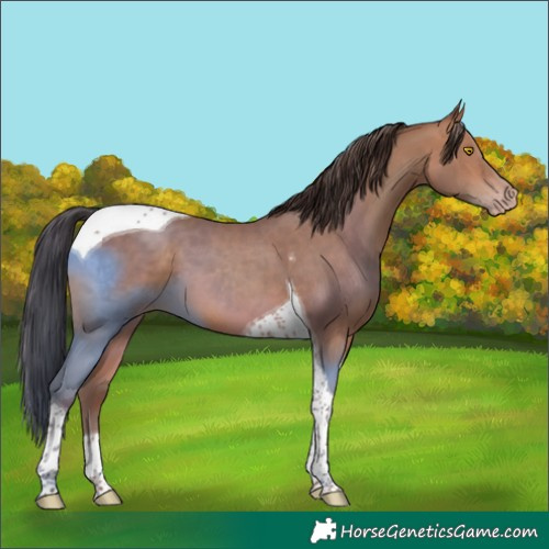 Horse Color:Sable Champagne Tobiano 