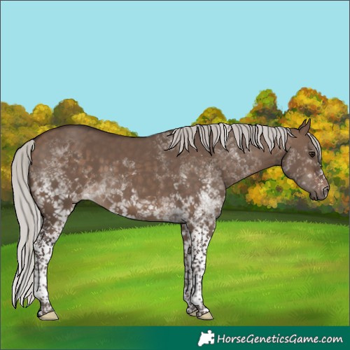 Horse Color:White Spotted Silver Brown Dun Tobiano 