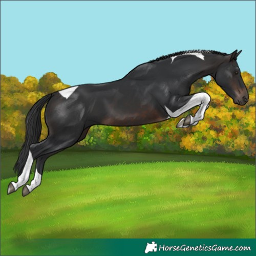 Horse Color:Brown Tobiano 