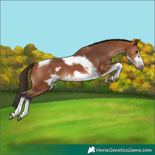 Horse Color:White Spotted Bay Tobiano Frame 