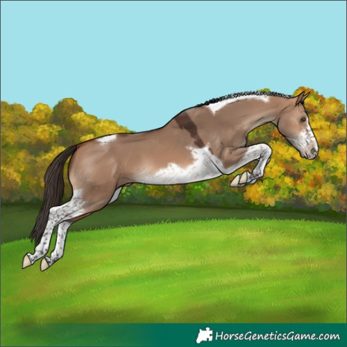 Horse Color:Bay Dun Tobiano Frame