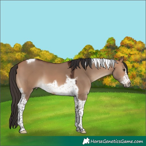 Horse Color:Bay Dun Tobiano Frame 