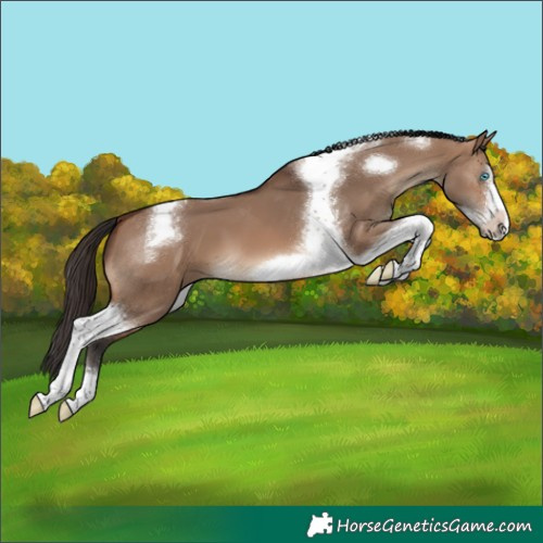 Horse Color:Brown Dun Tobiano Frame 