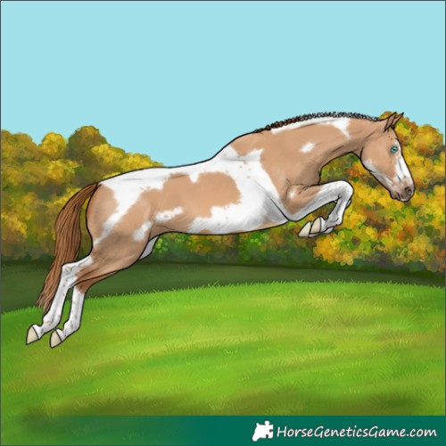 Horse Color:Red Dun Splash Tobiano Frame