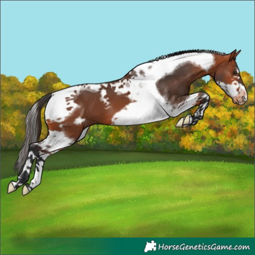 Horse Color:Bay Tobiano Frame Appaloosa