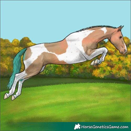 Horse Color:Watercolor Bay Tobiano Appaloosa 