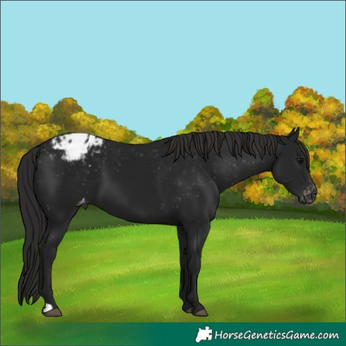 Horse Color:Gray Black Appaloosa 