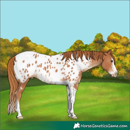 Horse Color:Chestnut Splash Tobiano Frame Appaloosa 