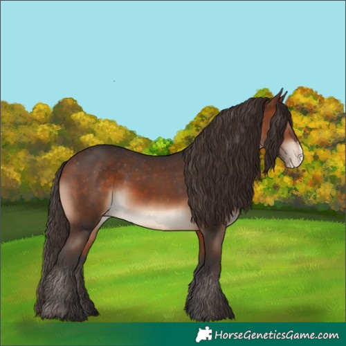 Horse Color:Brown Frame Appaloosa