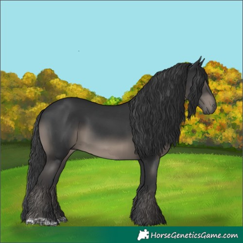 Horse Color:Black 